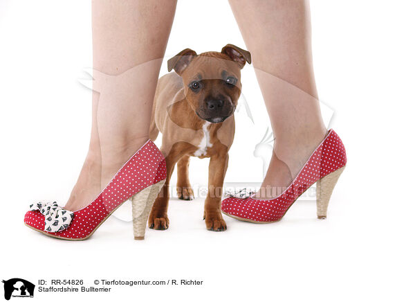 Staffordshire Bullterrier / RR-54826