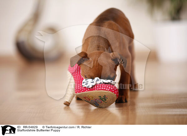 Staffordshire Bullterrier Welpe / Staffordshire Bullterrier Puppy / RR-54829