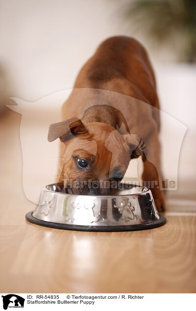 Staffordshire Bullterrier Puppy / RR-54835