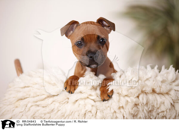 lying Staffordshire Bullterrier Puppy / RR-54843