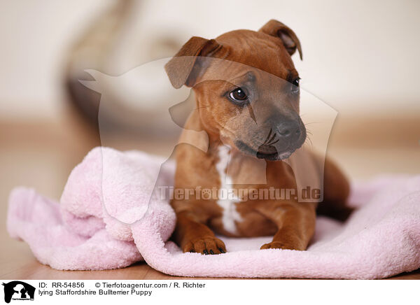 lying Staffordshire Bullterrier Puppy / RR-54856
