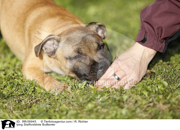 lying Staffordshire Bullterrier / RR-56945
