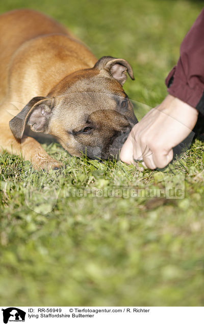 liegender Staffordshire Bullterrier / lying Staffordshire Bullterrier / RR-56949