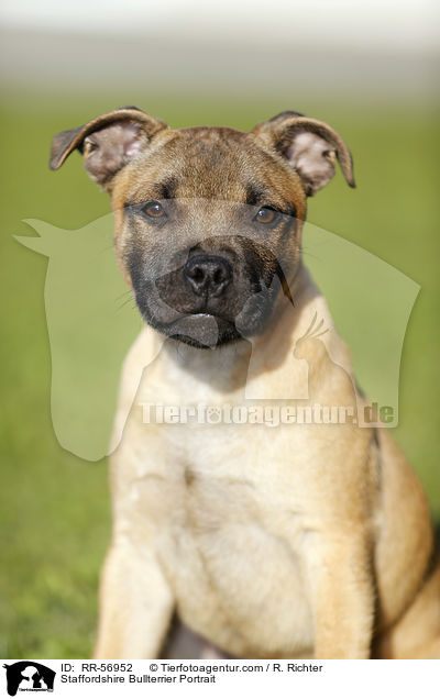 Staffordshire Bullterrier Portrait / RR-56952