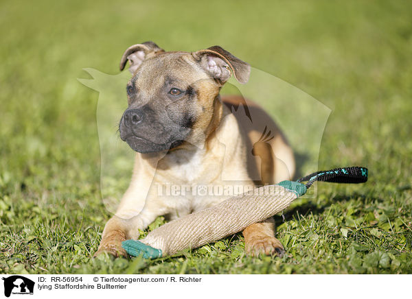 liegender Staffordshire Bullterrier / lying Staffordshire Bullterrier / RR-56954