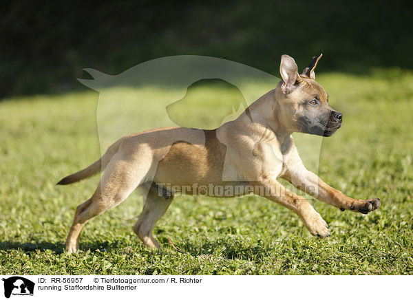 running Staffordshire Bullterrier / RR-56957