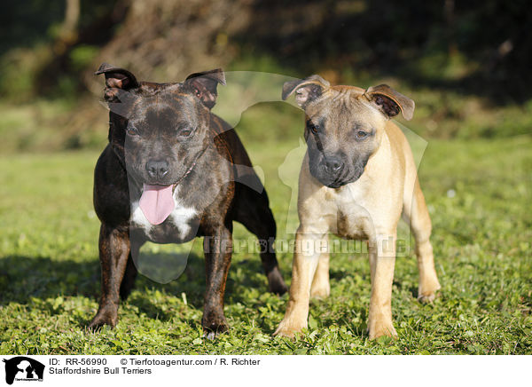 Staffordshire Bullterrier / Staffordshire Bull Terriers / RR-56990