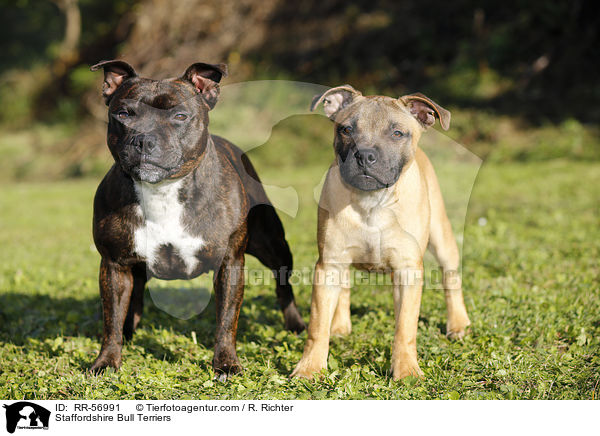 Staffordshire Bullterrier / Staffordshire Bull Terriers / RR-56991