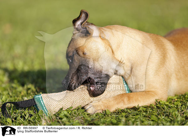 liegender Staffordshire Bullterrier / lying Staffordshire Bullterrier / RR-56997