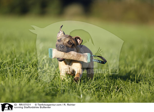 rennender Staffordshire Bullterrier / running Staffordshire Bullterrier / RR-57031