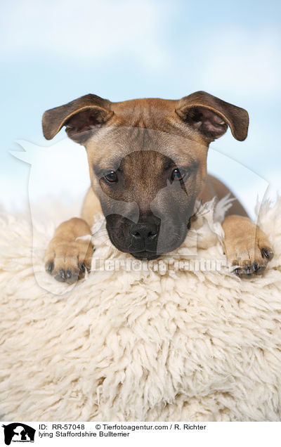 liegender Staffordshire Bullterrier / lying Staffordshire Bullterrier / RR-57048