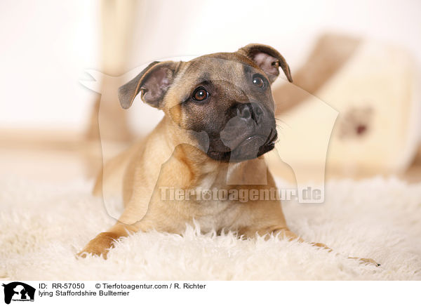 liegender Staffordshire Bullterrier / lying Staffordshire Bullterrier / RR-57050