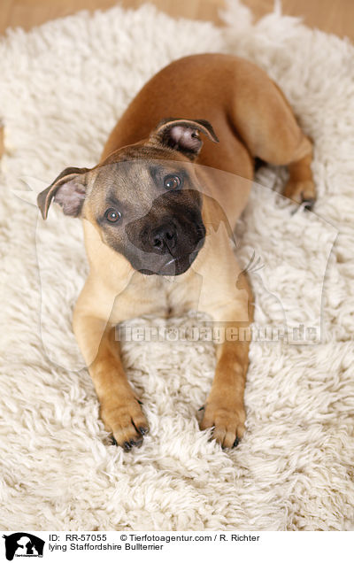 liegender Staffordshire Bullterrier / lying Staffordshire Bullterrier / RR-57055