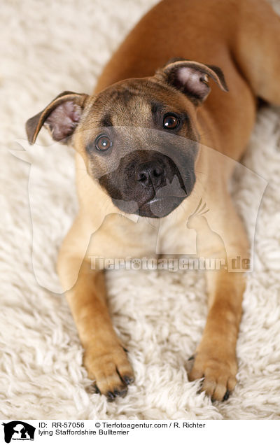 liegender Staffordshire Bullterrier / lying Staffordshire Bullterrier / RR-57056