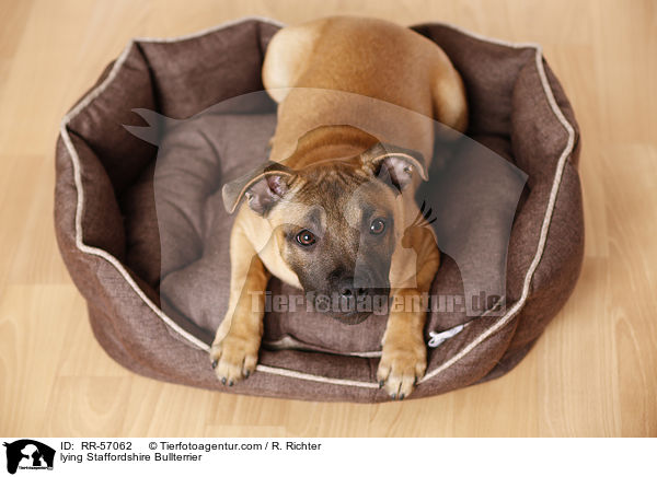 liegender Staffordshire Bullterrier / lying Staffordshire Bullterrier / RR-57062