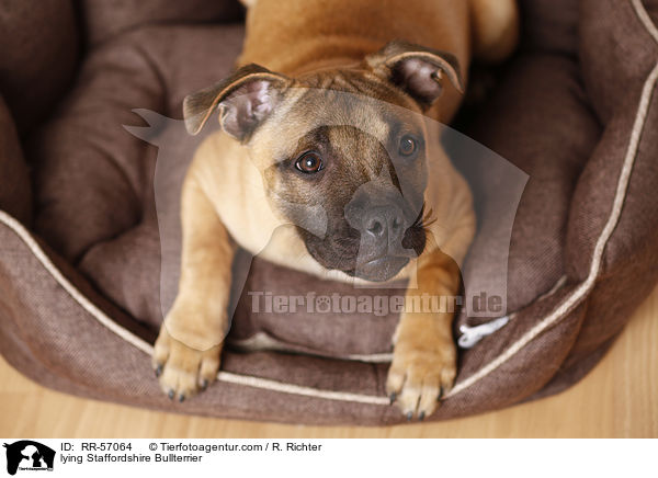 liegender Staffordshire Bullterrier / lying Staffordshire Bullterrier / RR-57064