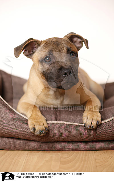 lying Staffordshire Bullterrier / RR-57065
