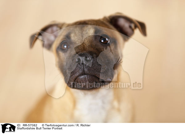 Staffordshire Bullterrier Portrait / Staffordshire Bull Terrier Portrait / RR-57082