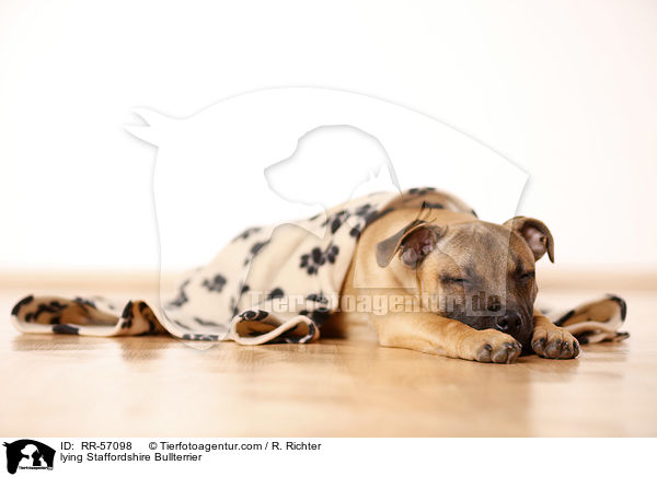 liegender Staffordshire Bullterrier / lying Staffordshire Bullterrier / RR-57098