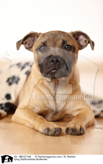 liegender Staffordshire Bullterrier / lying Staffordshire Bullterrier / RR-57106