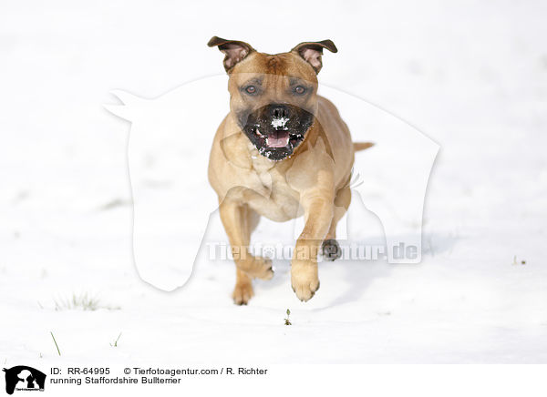 rennender Staffordshire Bullterrier / running Staffordshire Bullterrier / RR-64995