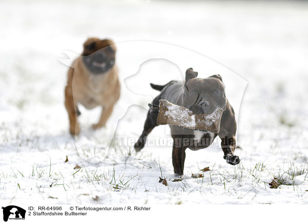 2 Staffordshire Bullterrier / 2 Staffordshire Bullterrier / RR-64996