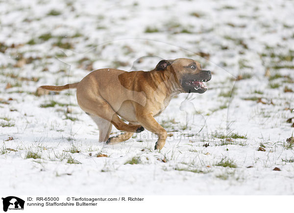 rennender Staffordshire Bullterrier / running Staffordshire Bullterrier / RR-65000