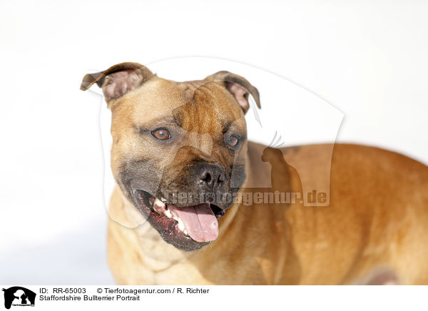 Staffordshire Bullterrier Portrait / Staffordshire Bullterrier Portrait / RR-65003