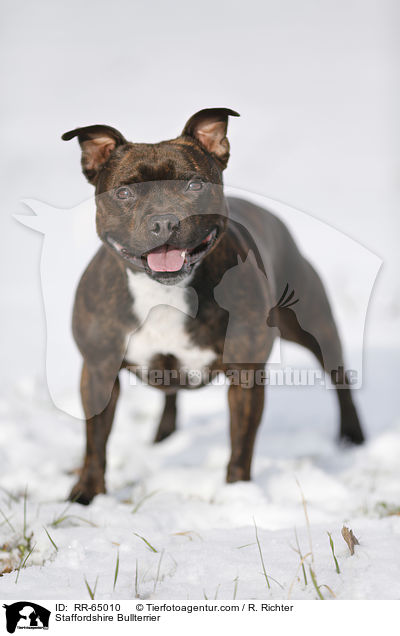 Staffordshire Bullterrier / Staffordshire Bullterrier / RR-65010