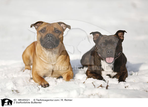 2 Staffordshire Bullterrier / 2 Staffordshire Bullterrier / RR-65021