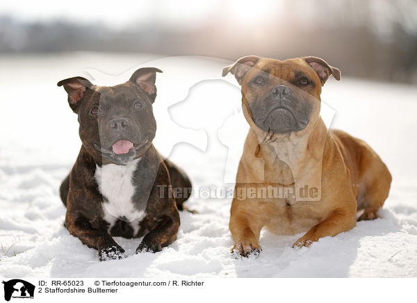 2 Staffordshire Bullterrier / 2 Staffordshire Bullterrier / RR-65023