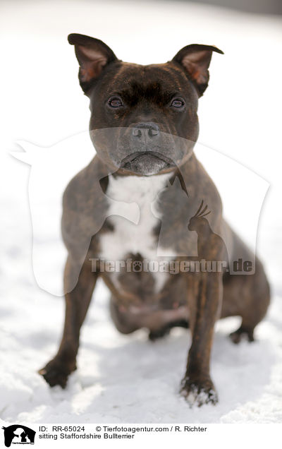 sitzender Staffordshire Bullterrier / sitting Staffordshire Bullterrier / RR-65024