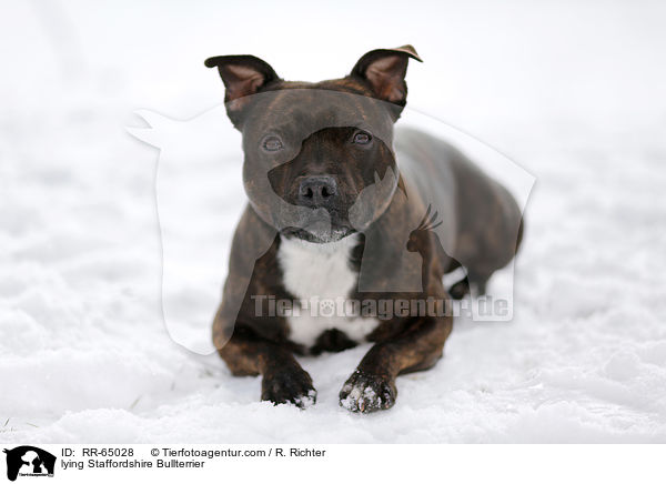 liegender Staffordshire Bullterrier / lying Staffordshire Bullterrier / RR-65028