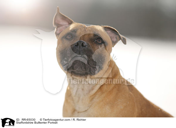 Staffordshire Bullterrier Portrait / Staffordshire Bullterrier Portrait / RR-65030
