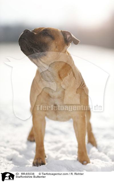 Staffordshire Bullterrier / Staffordshire Bullterrier / RR-65038
