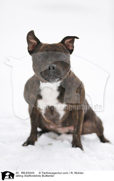 sitzender Staffordshire Bullterrier / sitting Staffordshire Bullterrier / RR-65045