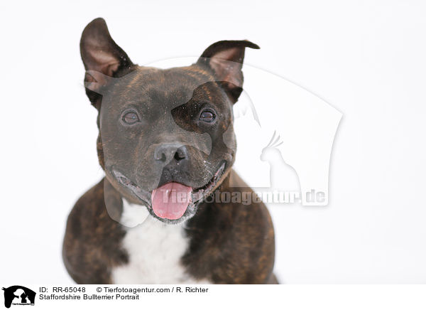 Staffordshire Bullterrier Portrait / Staffordshire Bullterrier Portrait / RR-65048