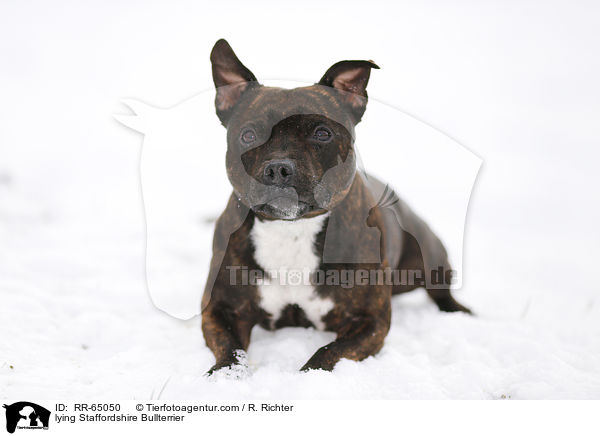 liegender Staffordshire Bullterrier / lying Staffordshire Bullterrier / RR-65050