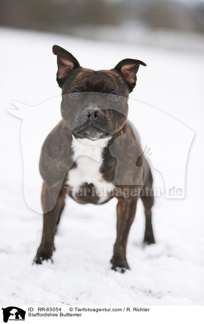 Staffordshire Bullterrier / Staffordshire Bullterrier / RR-65054