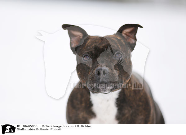 Staffordshire Bullterrier Portrait / Staffordshire Bullterrier Portrait / RR-65055