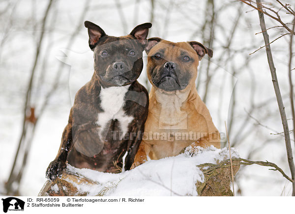 2 Staffordshire Bullterrier / 2 Staffordshire Bullterrier / RR-65059