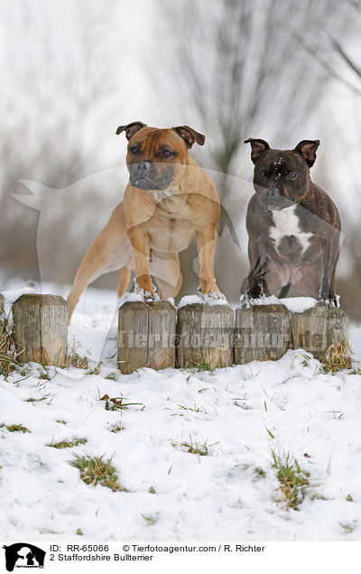2 Staffordshire Bullterrier / 2 Staffordshire Bullterrier / RR-65066