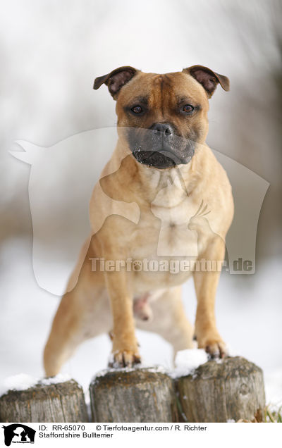Staffordshire Bullterrier / Staffordshire Bullterrier / RR-65070