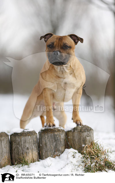 Staffordshire Bullterrier / Staffordshire Bullterrier / RR-65071