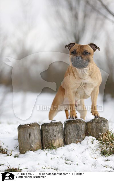 Staffordshire Bullterrier / Staffordshire Bullterrier / RR-65072