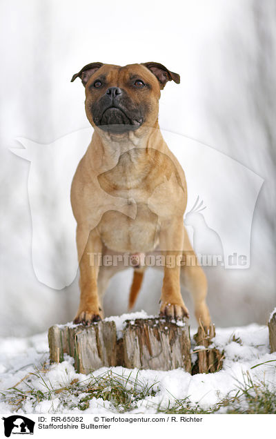 Staffordshire Bullterrier / Staffordshire Bullterrier / RR-65082