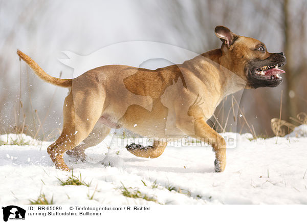 rennender Staffordshire Bullterrier / running Staffordshire Bullterrier / RR-65089