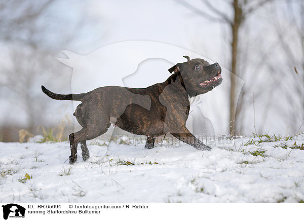 rennender Staffordshire Bullterrier / running Staffordshire Bullterrier / RR-65094