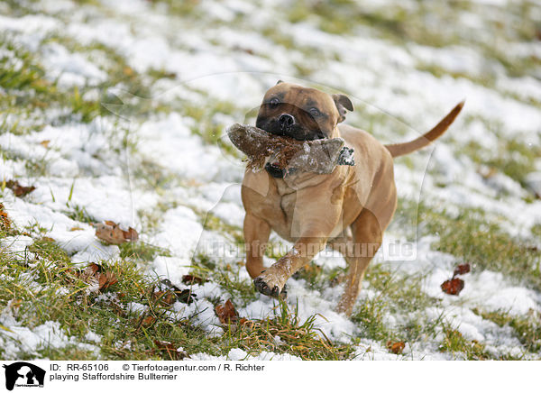 spielender Staffordshire Bullterrier / playing Staffordshire Bullterrier / RR-65106