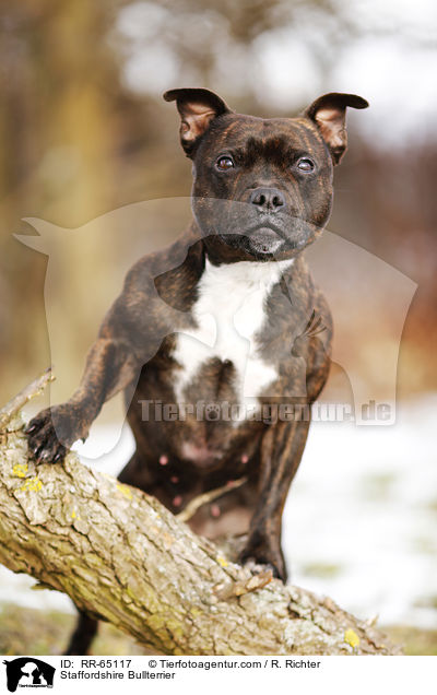 Staffordshire Bullterrier / Staffordshire Bullterrier / RR-65117